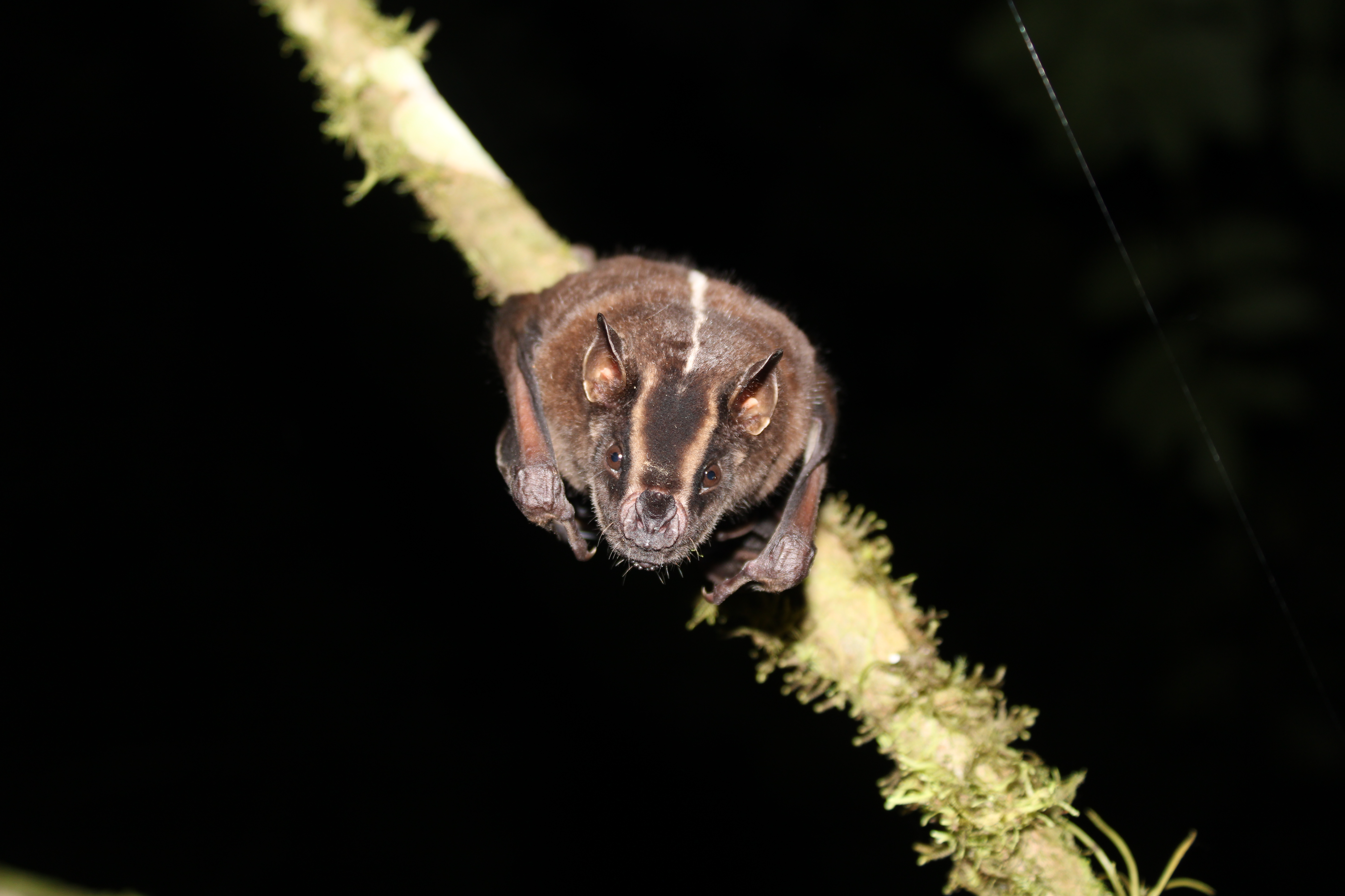 Buenaventura: un área de importancia para proteger murciélagos